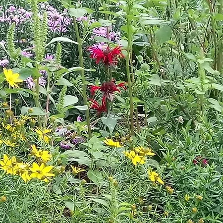 Waldblick